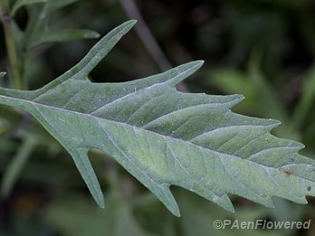 American Water-Horehound